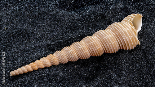 Turritella terebra Seashell on a black sand background photo