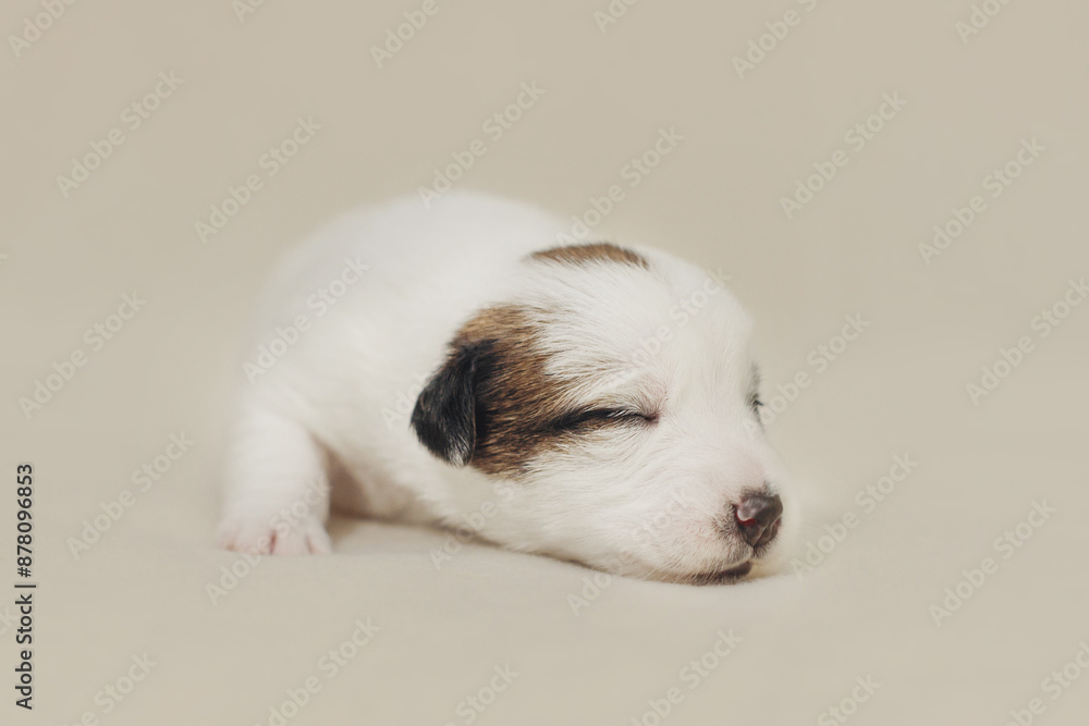 The puppy is a small Jack Russell terrier puppy The puppy is a small Jack Russell terrier puppy