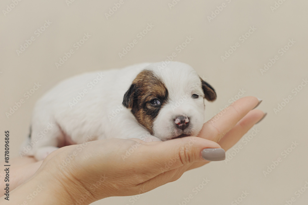 The puppy is a small Jack Russell terrier puppy The puppy is a small Jack Russell terrier puppy