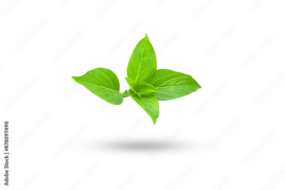 Flying fresh basil isolated on white background , clipping path. Flying fresh basil isolated on white background , clipping path.