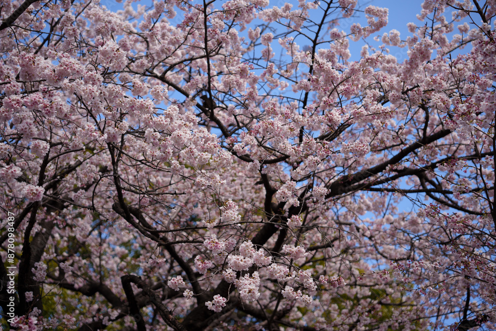 Beautiful sakura flower cherry blossom in spring. Beautiful sakura flower cherry blossom in spring.
