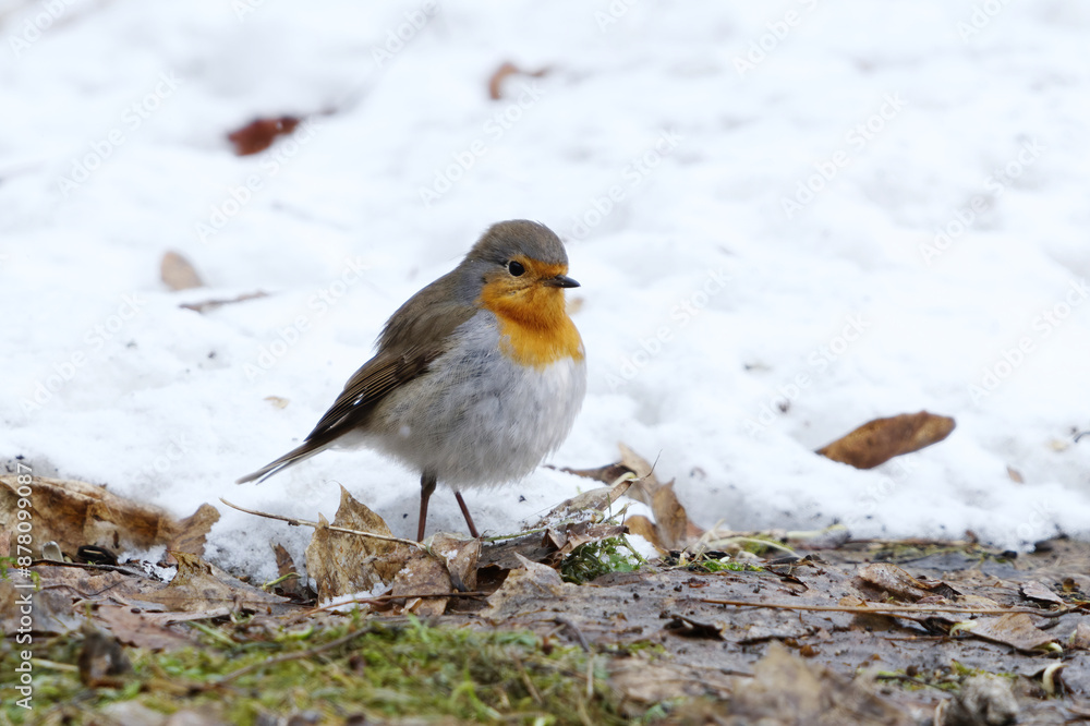 European robin (erithacus rubecula) on the snowy ground looking for food in early spring. European robin (erithacus rubecula) on the snowy ground looking for food in early spring.