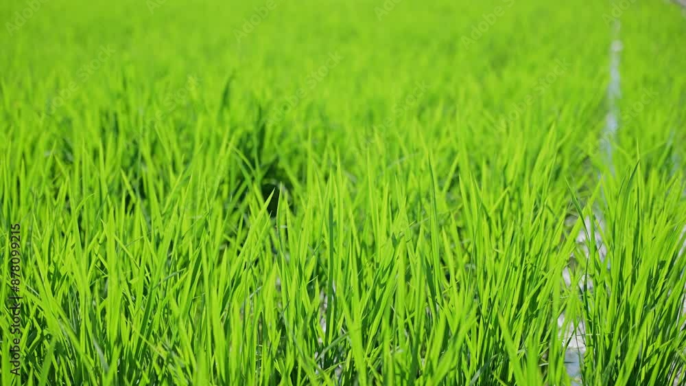 landscape of green paddy field with the wind landscape of green paddy field with the wind