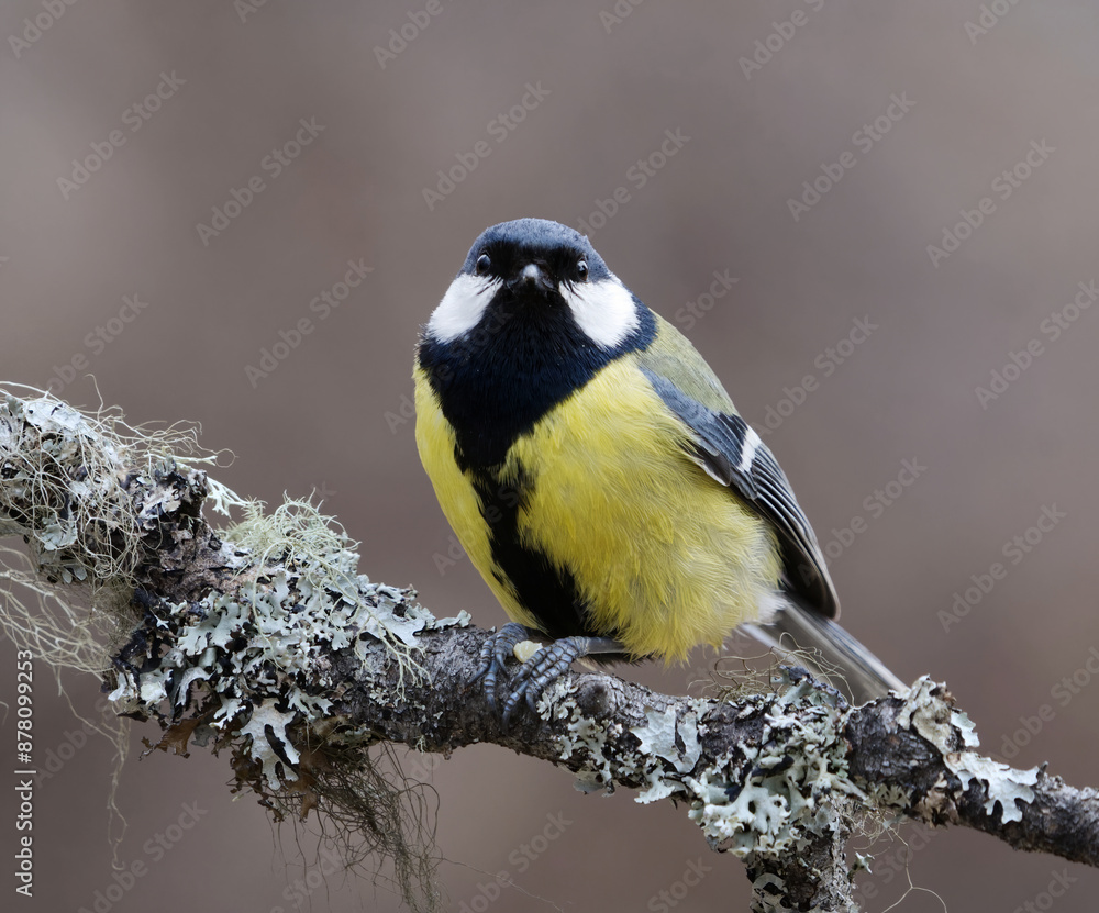 Obraz premium Great tit (Parus major) sitting on a branch in the garden in spring.