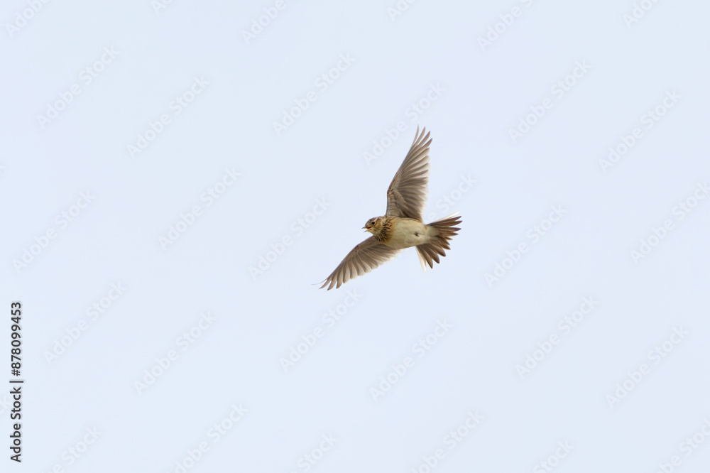 Obraz premium Eurasian skylark (Alauda arvensis) flying and singing in spring.