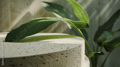 Minimalist Tropical Leaf Display on Concrete Platform photo