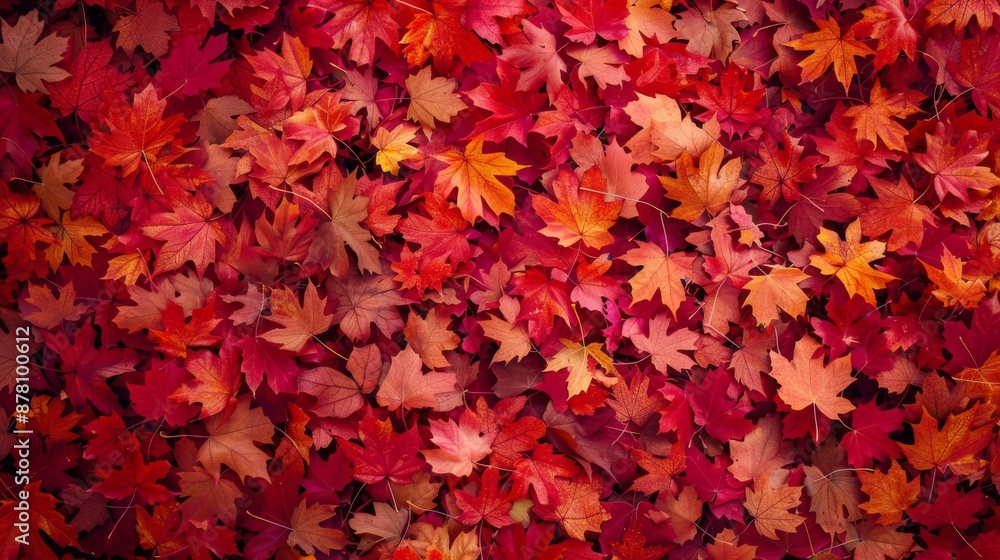 A close up of red leaves on the ground A close up of red leaves on the ground