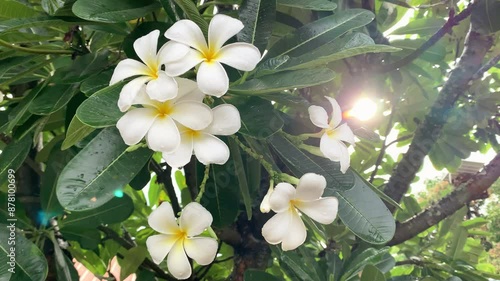 Frangipani or Plumeria , white flower with five petals and yellow center, beautiful flowers are grown in Asia, Thailand, frangipani flower Blooming on tree swaying in wind. Scenic relaxing scenery