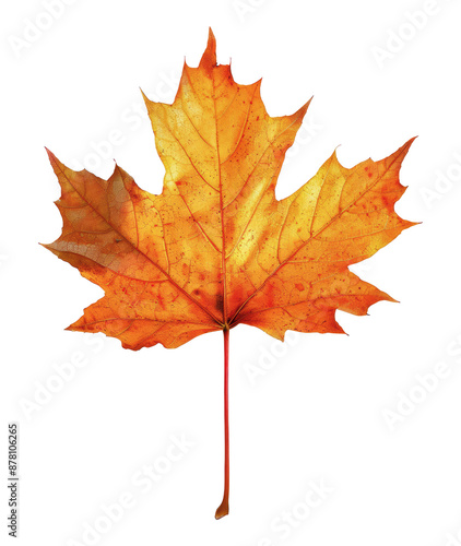 Wallpaper Mural Single orange maple leaf against white background in autumn, cut out - stock png. Torontodigital.ca