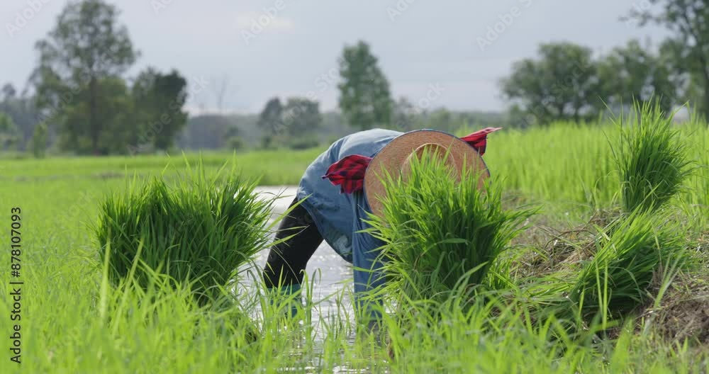 Rice plantation in field on countryside, rice seeding in organic agriculture farm in Asia, green of rice plant in water and soil for growth, farmer people working in area of field, lifestyle in rural Rice plantation in field on countryside, rice seeding in organic agriculture farm in Asia, green of rice plant in water and soil for growth, farmer people working in area of field, lifestyle in rural