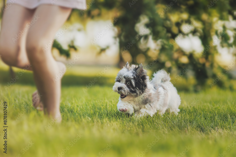 Obraz premium biewer yorkshire terrier puppy sitting on grass with bellis flowers in summer