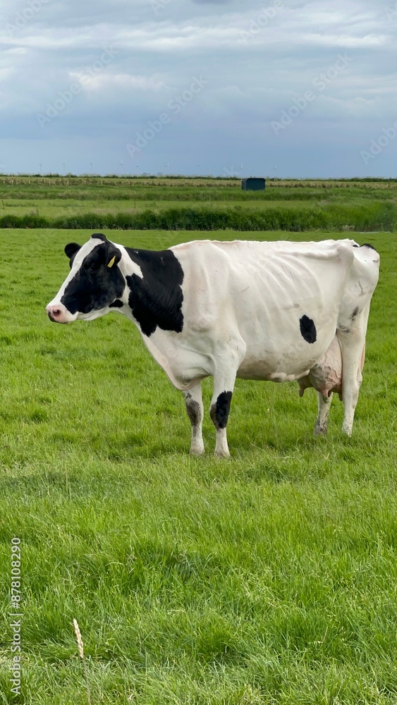 dairy cow on a meadow in amsterdam 2 dairy cow on a meadow in amsterdam 2