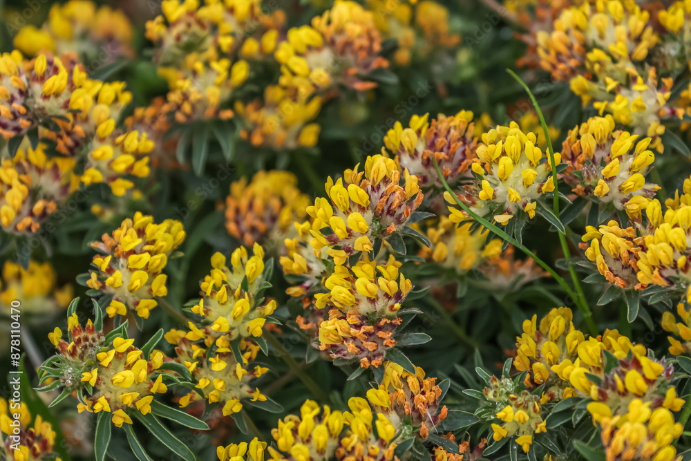 Anthyllis vulneraria, the common kidneyvetch, kidney vetch or woundwort is a medicinal plant native to Europe. The name vulneraria means Anthyllis vulneraria, the common kidneyvetch, kidney vetch or woundwort is a medicinal plant native to Europe. The name vulneraria means