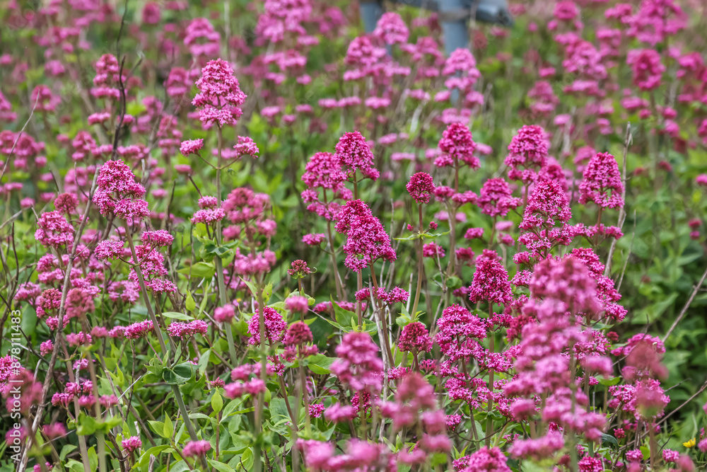 Valeriana rubra , the red valerian, spur valerian, kiss-me-quick, fox's brush, devil's beard or Jupiter's beard, is a popular garden plant grown for its ornamental flowers. Valeriana rubra , the red valerian, spur valerian, kiss-me-quick, fox's brush, devil's beard or Jupiter's beard, is a popular garden plant grown for its ornamental flowers.