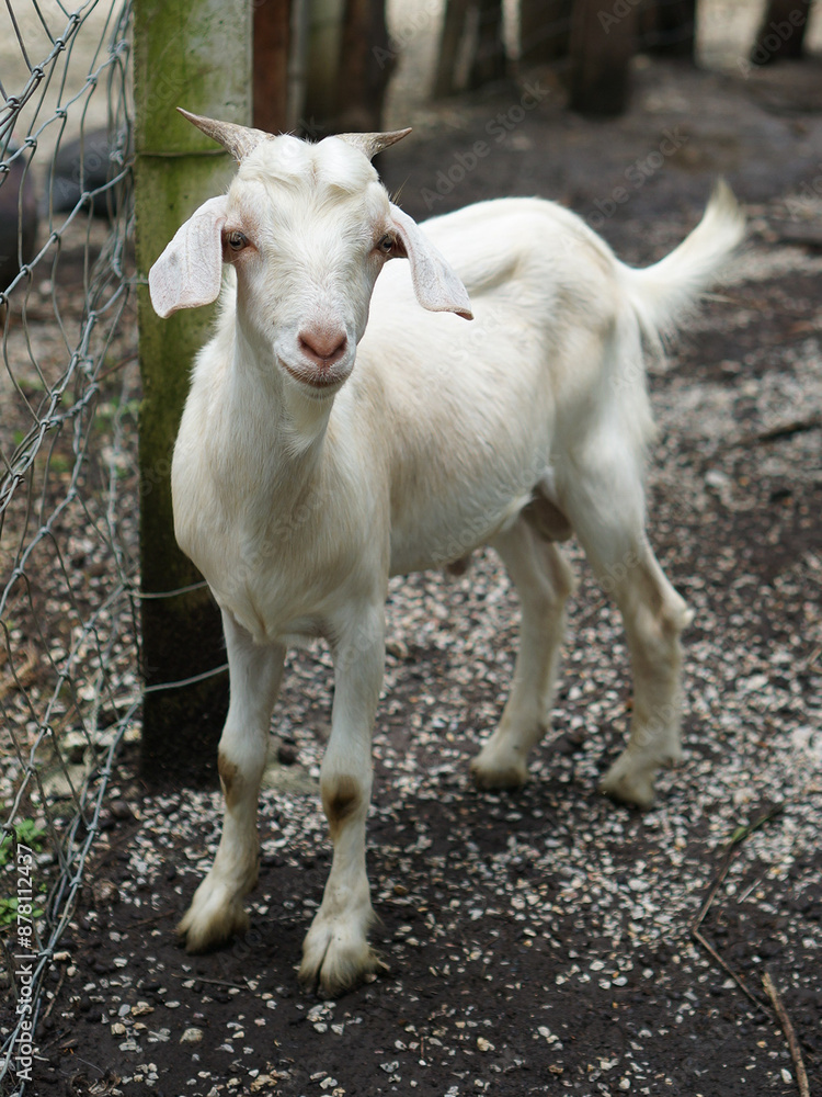 A young white goat was standing ahead to camera A young white goat was standing ahead to camera