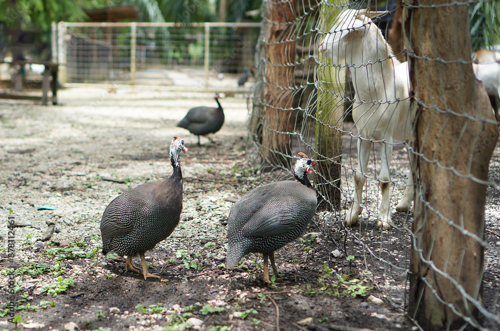 A group of turkeys were looking for food near a goat pen fence.