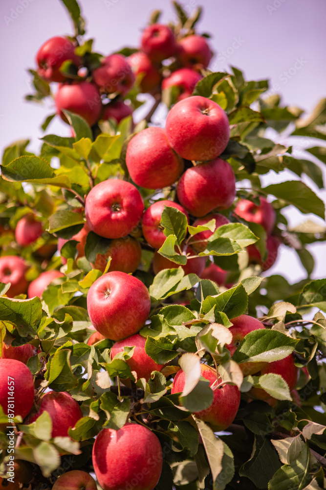 Close-Up of Fresh Ripe Red Apples on Tree Branch in Orchard - Vibrant Autumn Harvest in Sunlit Garden with Green Leaves Close-Up of Fresh Ripe Red Apples on Tree Branch in Orchard - Vibrant Autumn Harvest in Sunlit Garden with Green Leaves