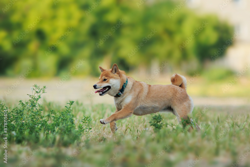 Dog breed Shiba inu in the autumn Park Dog breed Shiba inu in the autumn Park