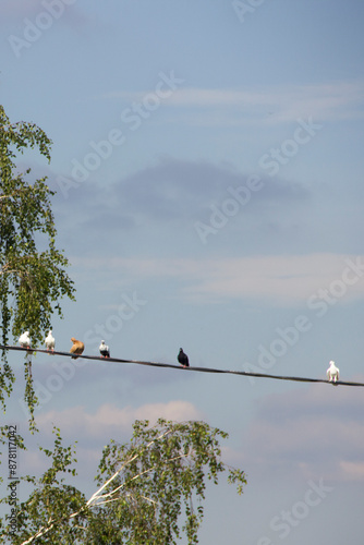Birds on a wire against the background of the blue sky.