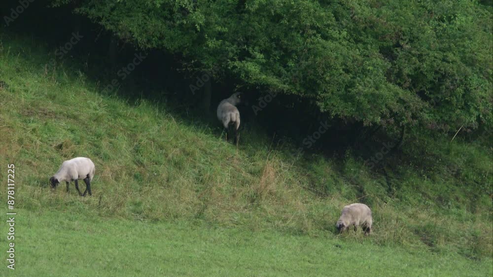 sheep eats on bushes near by a meadow sheep eats on bushes near by a meadow