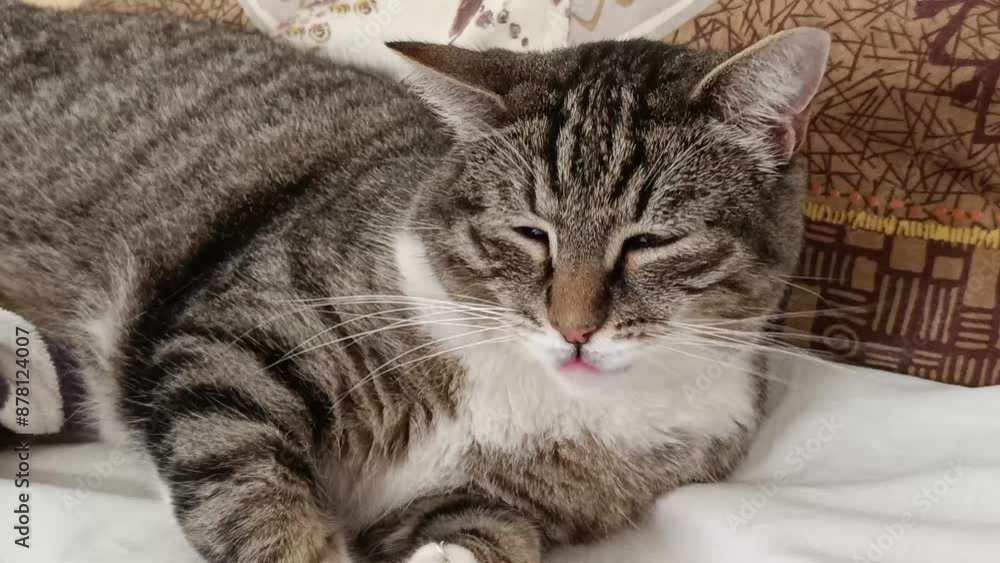 chat allongé dans un lit, en gros plan