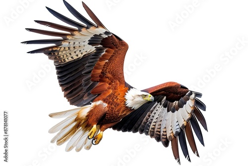 Majestic Eagle Soaring High in the Sky photo