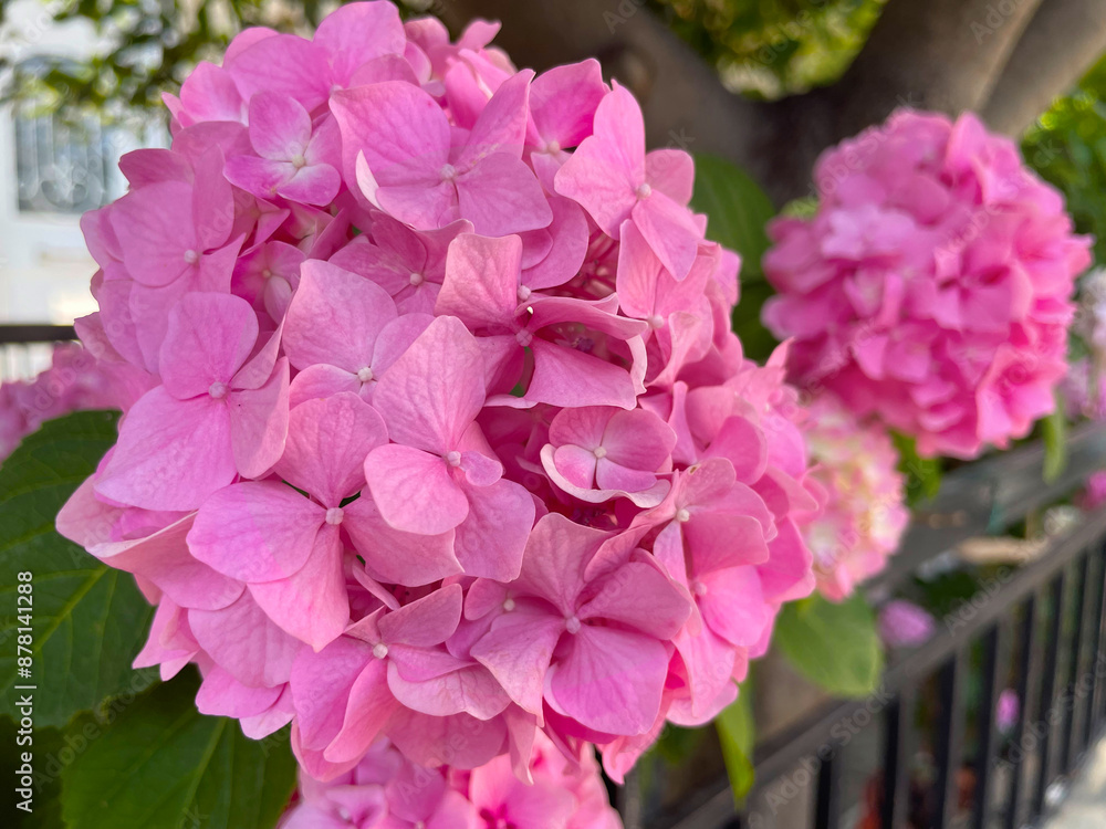 Pink flowers of Hydrangea macrophylla, closeup. Beautiful ball-shaped flowers clusters of Mophead, or French Hydrangea. Hortensia bush with summer blooms, ornamental plant. Athens, Greece.