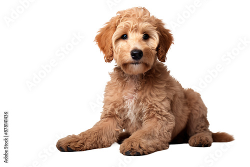 The Royal Recluse: A Brown Dog Rests on a White Canvas on White or PNG Transparent Background.