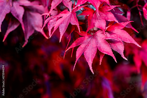 Red leaves of Japanese maple in autumn photo