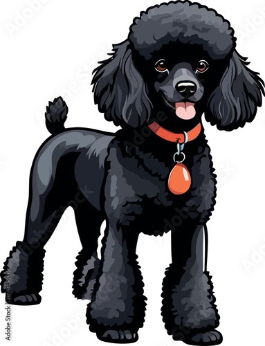 Beautiful Black Poodle Dog Clipart Illustrations – Vector Art