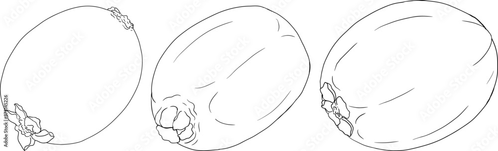 Vector hand drawn line Kiwifruit or Chinese gooseberry, or yangtaosign. Tropical exotic fruit. Vector hand drawn line Kiwifruit or Chinese gooseberry, or yangtaosign. Tropical exotic fruit.