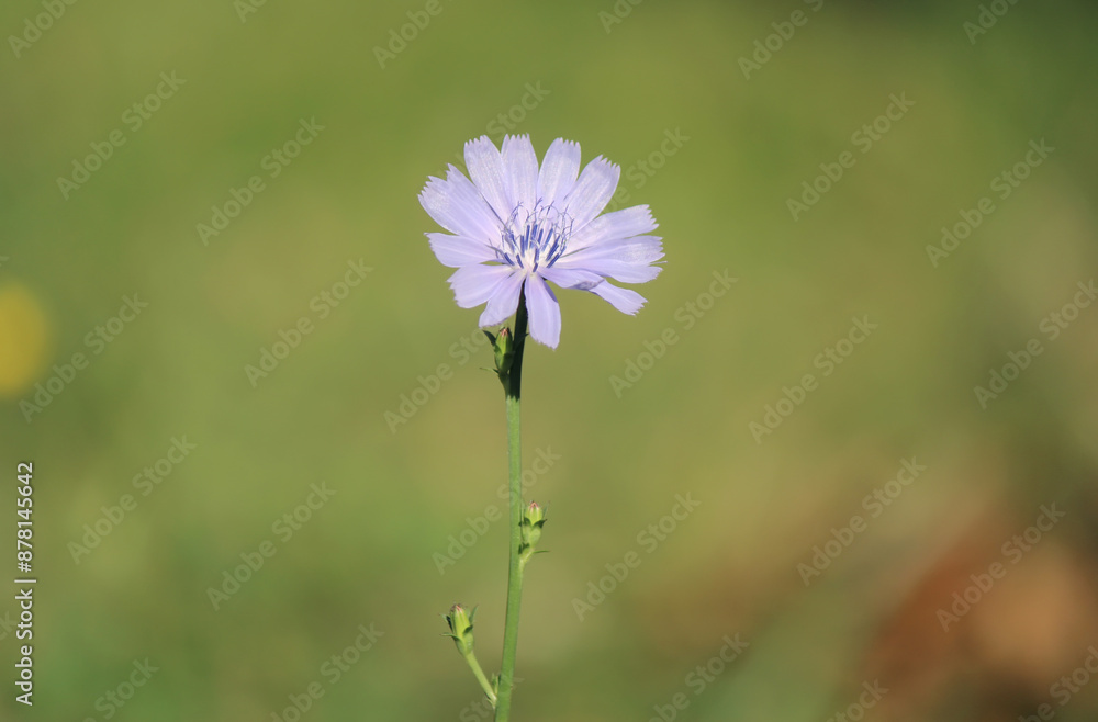 Common chicory flower (Cichorium intybus) Common chicory flower (Cichorium intybus)