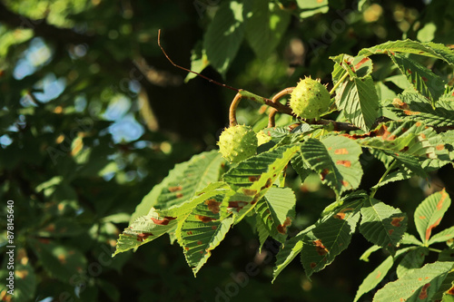 Close up of a branch of a chestnut tree