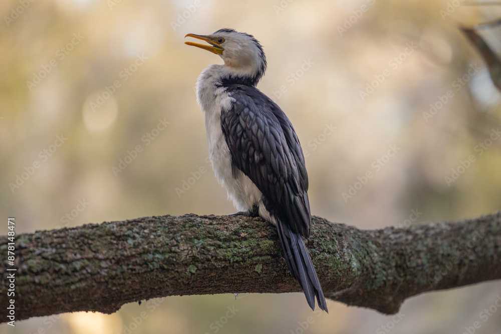 Pied Cormorant perched on tree branch in natural native habitat in Queensland, Australia Pied Cormorant perched on tree branch in natural native habitat in Queensland, Australia
