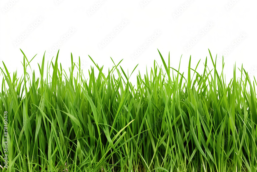 Summer grass with bright green color on white background. Summer grass with bright green color on white background.