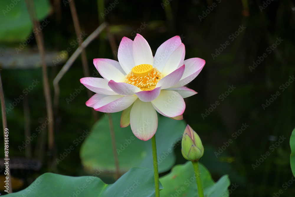 大きく開いた花と大きな蕾が並んでいるハスの花 大きく開いた花と大きな蕾が並んでいるハスの花
