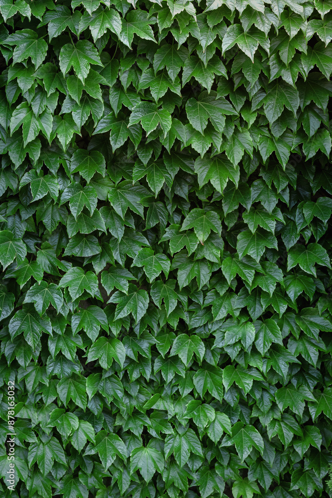 A wall covered with ivy. A green wall of ivy. Background with a leaf texture on the wall. Natural green ivy leaves growing on a wall or fence in the form of a vertical garden. Vertical image. A wall covered with ivy. A green wall of ivy. Background with a leaf texture on the wall. Natural green ivy leaves growing on a wall or fence in the form of a vertical garden. Vertical image.