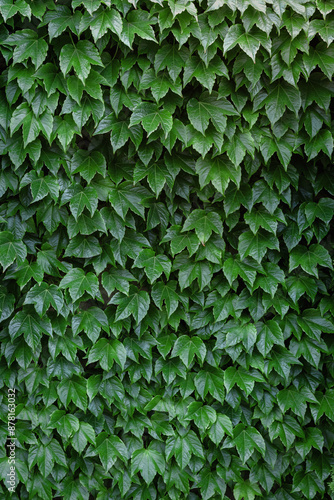 A wall covered with ivy. A green wall of ivy. Background with a leaf texture on the wall. Natural green ivy leaves growing on a wall or fence in the form of a vertical garden. Vertical image.