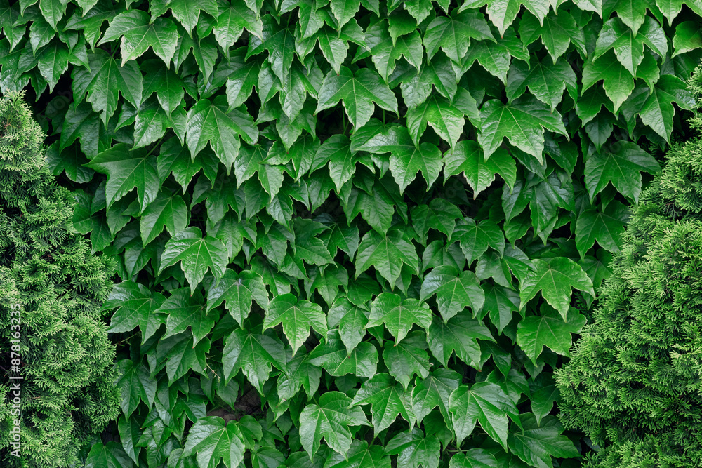Fototapeta premium An ivy-covered wall. Green Ivy wall. Leaves wall texture background. Natural green ivy leaves growing on the wall or fence as vertical garden can be used for background or wallpaper.