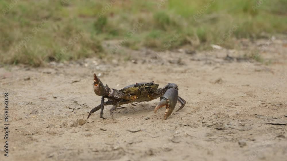 Pan right, slow motion, close up, A mud crab walking sideways on a sandy beach with one claw held up in the air in defence. Pan right, slow motion, close up, A mud crab walking sideways on a sandy beach with one claw held up in the air in defence.