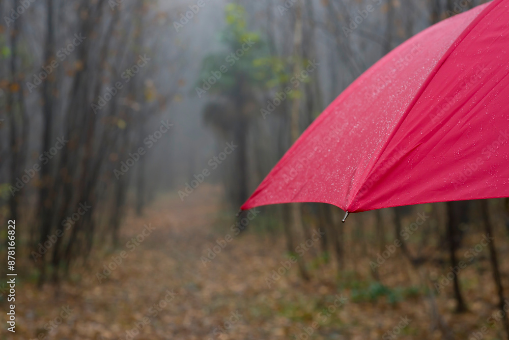 custom made wallpaper toronto digitalForest Path with a Red Umbrella in a Rainy Autumn Day in Ascona, Ticino, Switzerland.