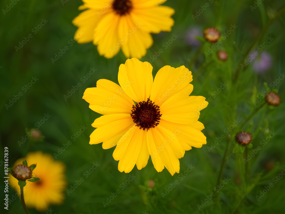 Coreopsis rosea is a North American species of tickseeds in sunflower family.
Coreopsis rosea is a North American species of tickseeds in sunflower family.