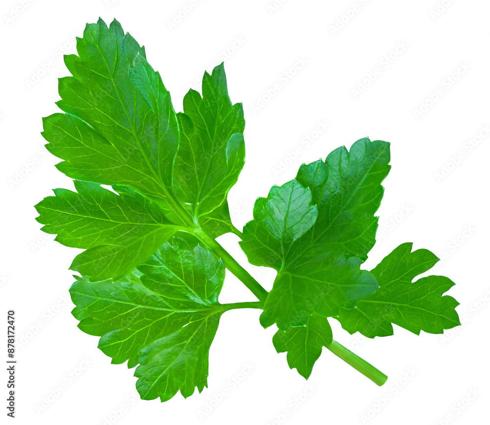 Parsley isolated on white background. Fresh Parsley leaves closeup. Cooking and food Package design elements Flat lay. Top view.. Parsley isolated on white background. Fresh Parsley leaves closeup. Cooking and food Package design elements Flat lay. Top view..