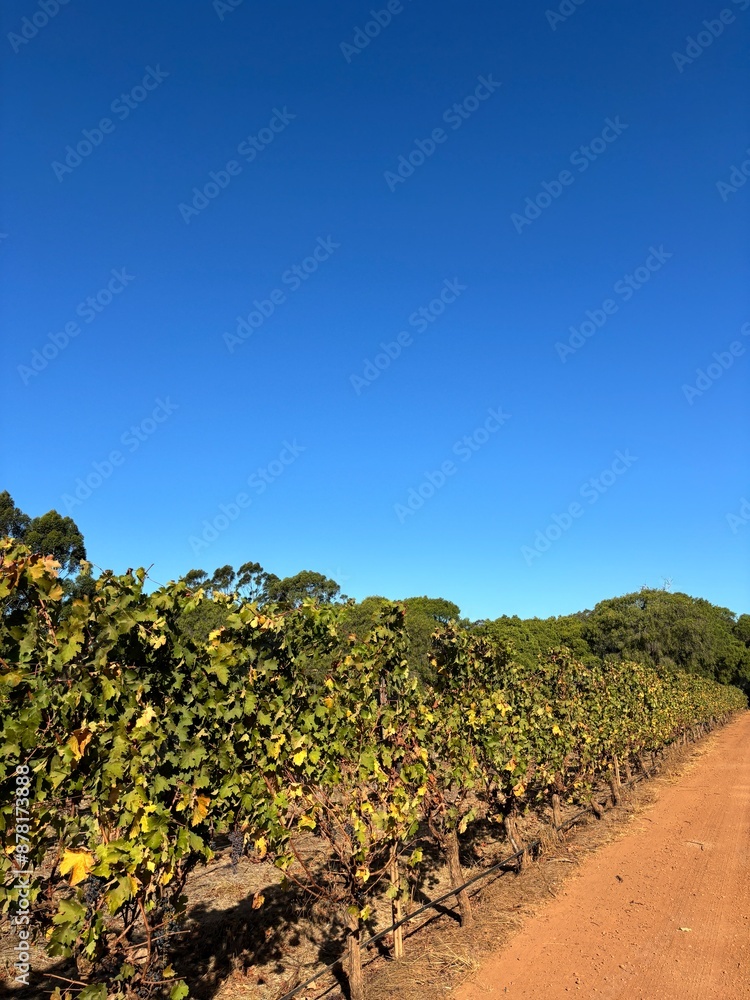 Wine vineyard growing grapes in Margaret River, Western Australia Wine vineyard growing grapes in Margaret River, Western Australia