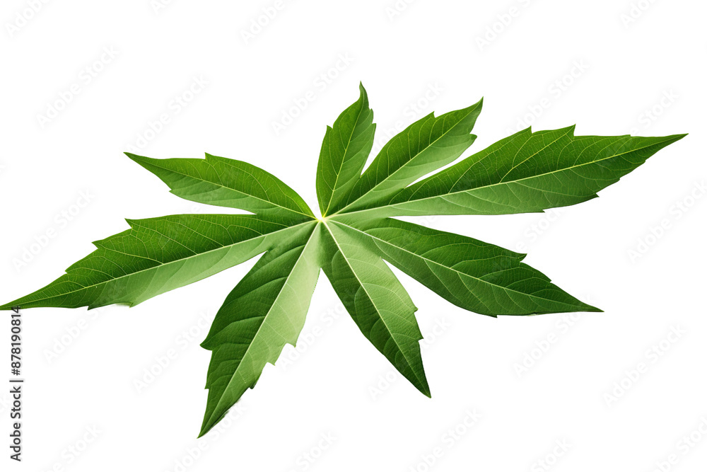 The Enchanted Dance of the Vibrant Green Leaf on White or PNG Transparent Background. The Enchanted Dance of the Vibrant Green Leaf on White or PNG Transparent Background.