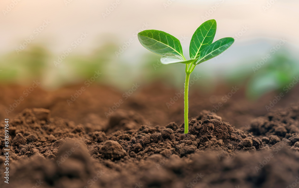 Close-up of a young green plant sprout emerging from rich soil, symbolizing new growth, nature, and a sustainable future. Close-up of a young green plant sprout emerging from rich soil, symbolizing new growth, nature, and a sustainable future.