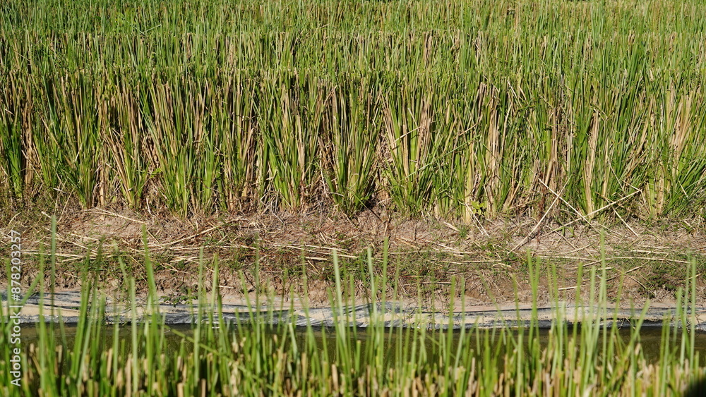 Vetiver grass cultivation to conserve the soil and water of the community. Vetiver grass cultivation to conserve the soil and water of the community.