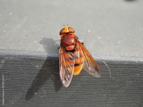 Macro Hornet Bee 