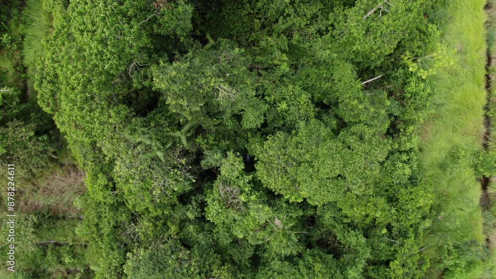 Aerial: top down view over lush green jungle rainforest canopy, drone view Aerial: top down view over lush green jungle rainforest canopy, drone view