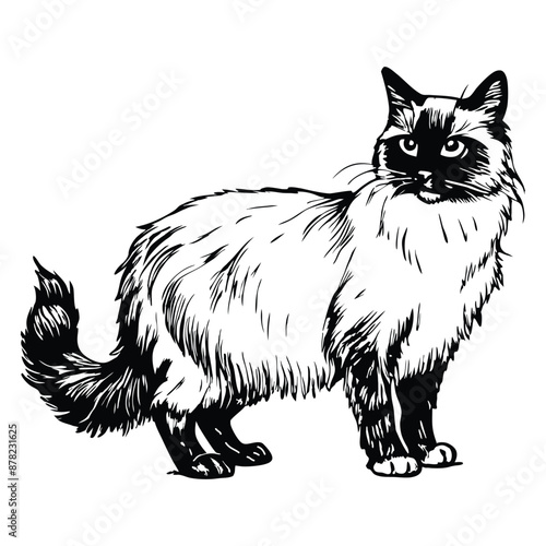 Birman cat standing side view. Ink black and white doodle drawing in woodcut style.